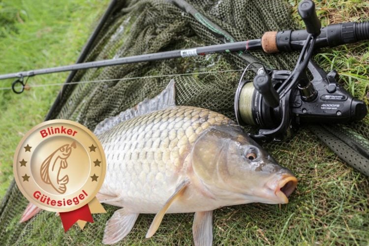 Schuppenkarpfen neben der Shimano Baitrunner X-Aero 4000 FB an einer Angel