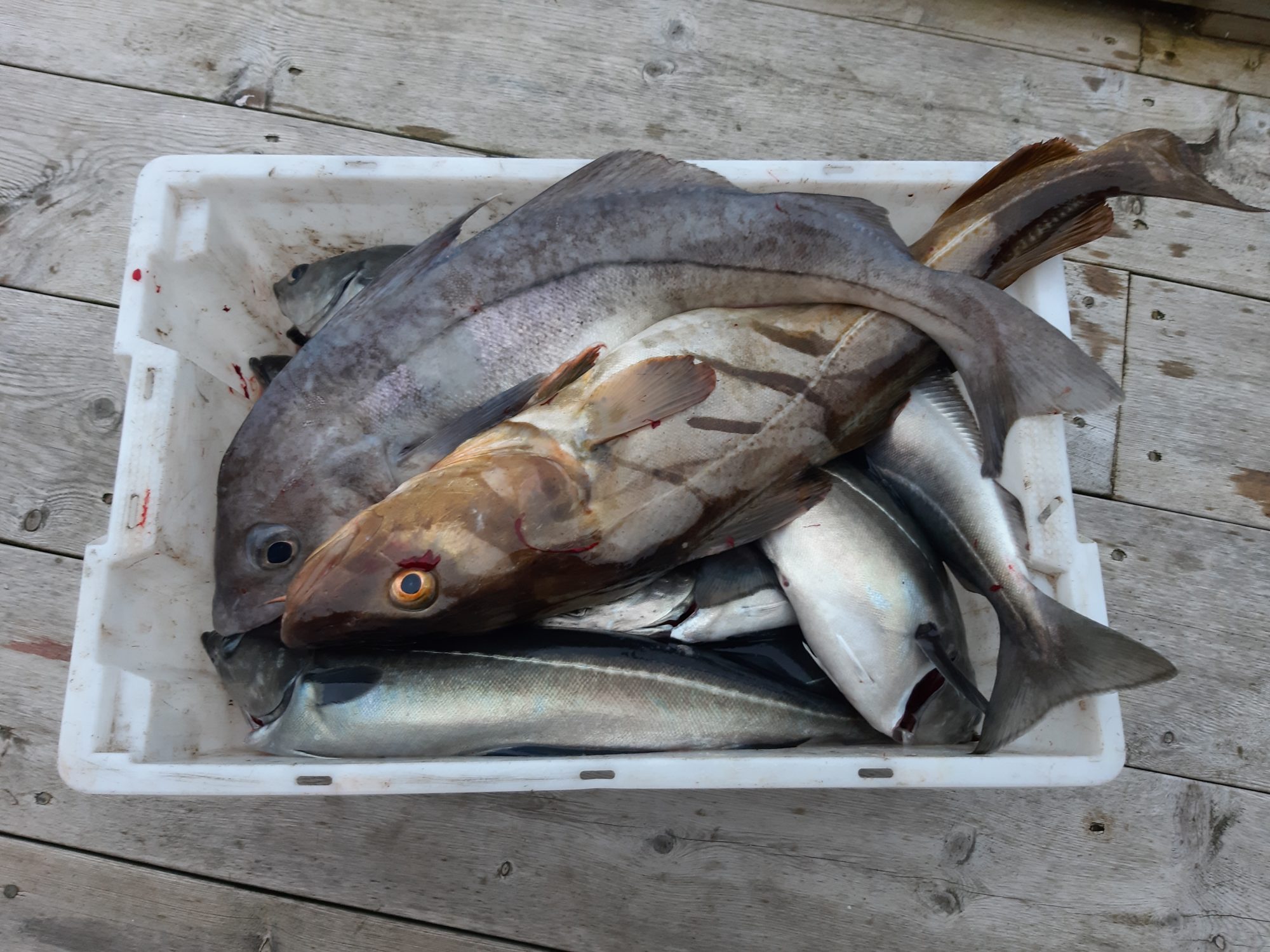 Schellfisch, Dorsch und Köhler bilden nur einen ganz kleinen Ausschnitt dessen, was man im Boknafjord fangen kann.