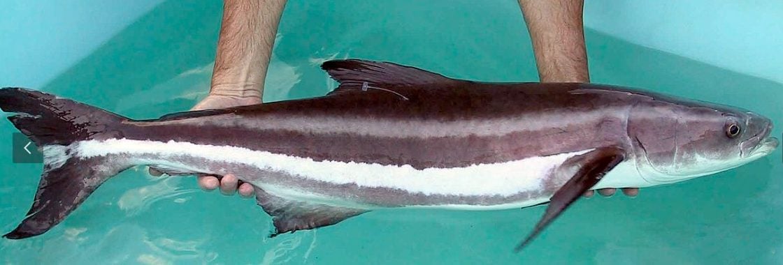 cobia