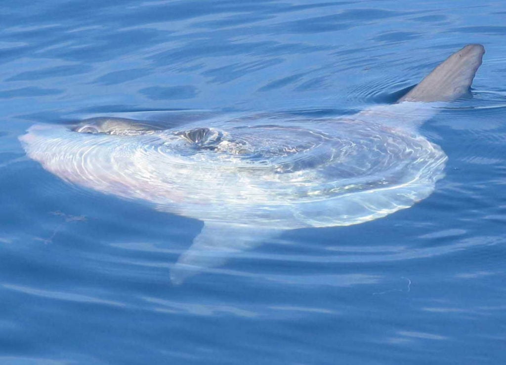 Mondfisch an der Wasseroberfläche