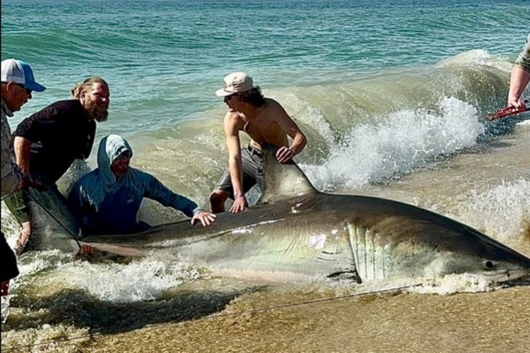 Weißen Hai Angler Weiße Haie Hatteras Island