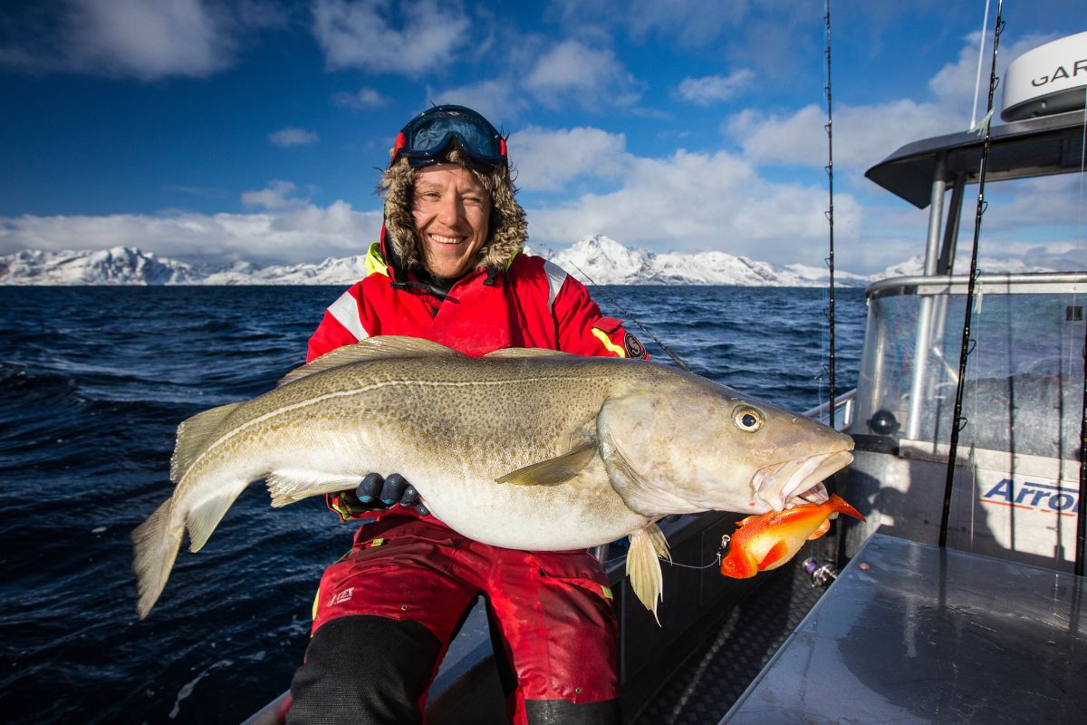 Angler mit großem Dorsch