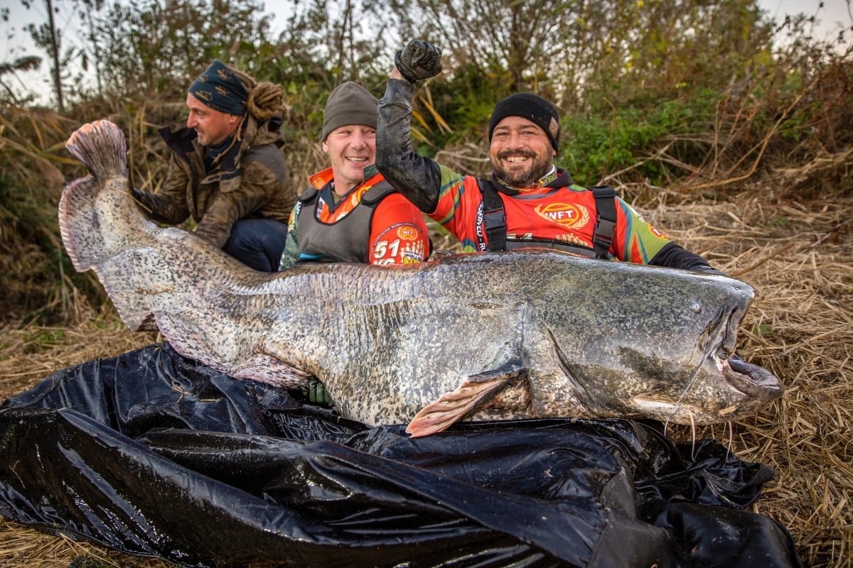 Zwei Angler mit Riesenwaller aus dem Po