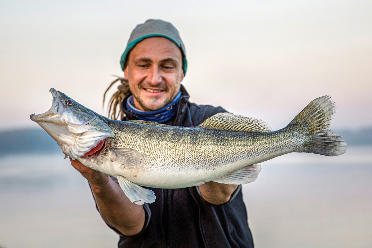 Angler mit Zander aus dem Po in Italien